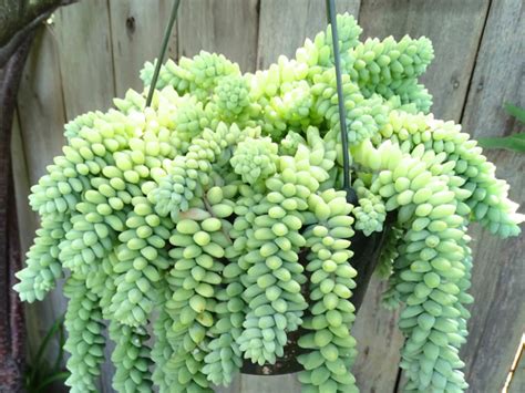 sedum burrito