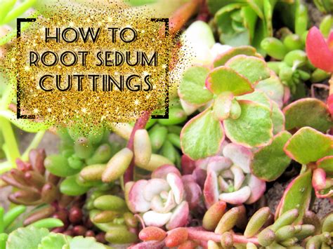 sedum cuttings