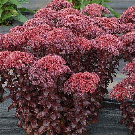 sedum dark magic