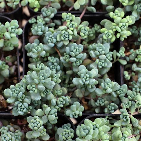 sedum dasyphyllum