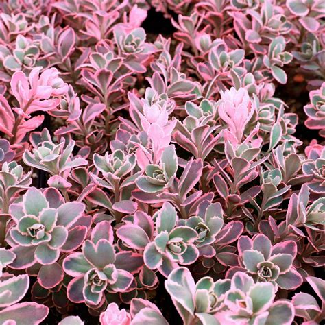 sedum dream dazzler