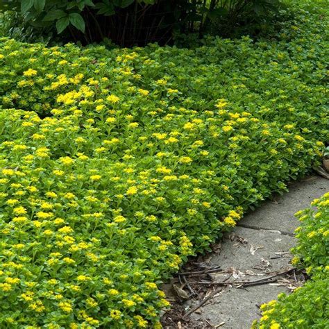 sedum ellacombianum