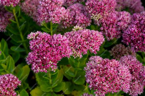 sedum flower