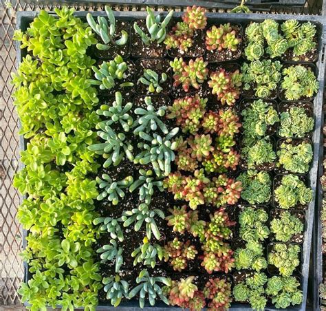 sedum for pots