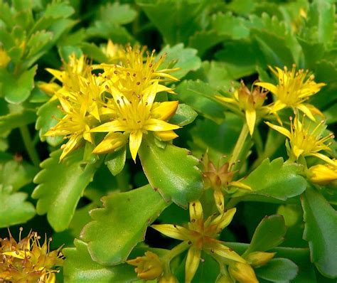 sedum kamtschaticum