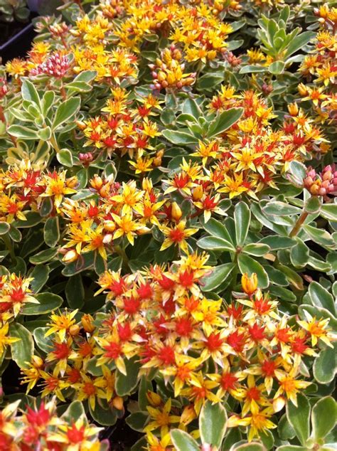 sedum kamtschaticum variegatum