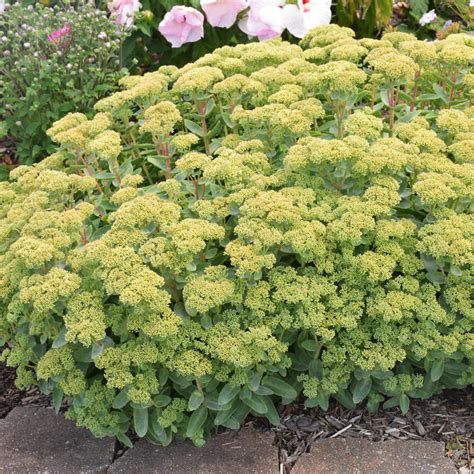 sedum lemonjade