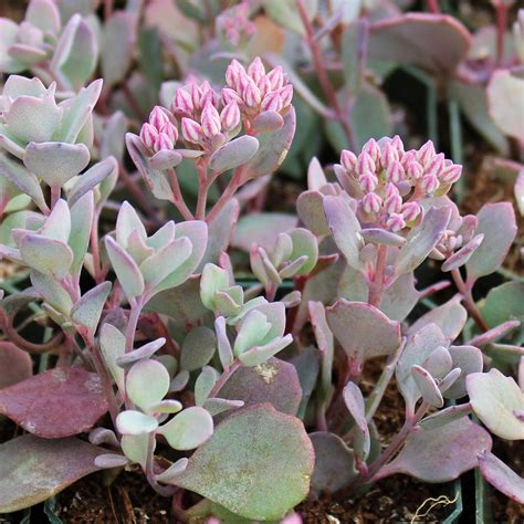 sedum lidakense