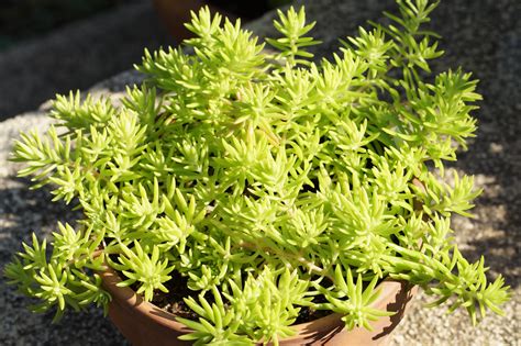 sedum mexicanum