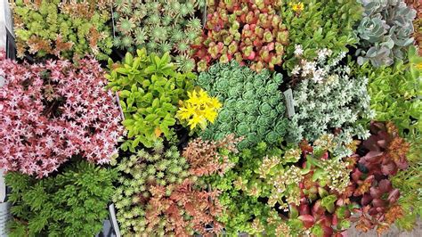 sedum mix
