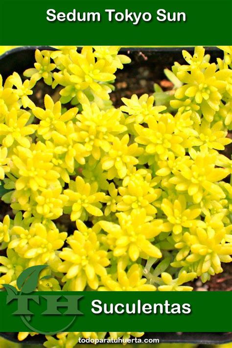 sedum oro care