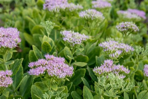 sedum planter
