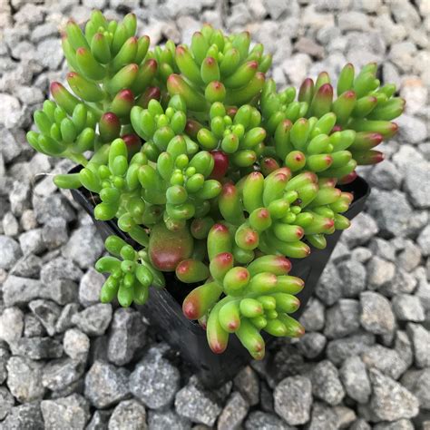 sedum pork and beans