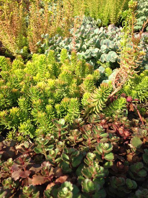 sedum potting mix