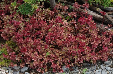 sedum red carpet