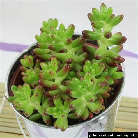 sedum rubrotinctum