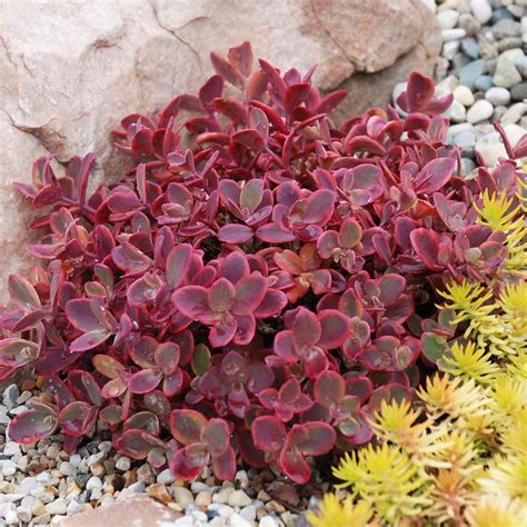 sedum sparkler wildfire