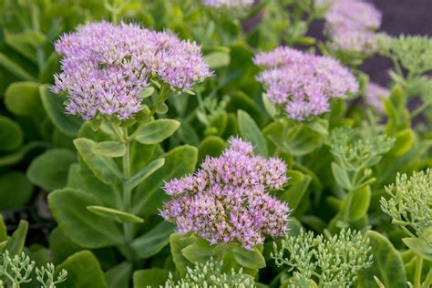 sedum species