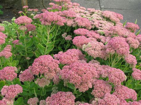 sedum spectabile autumn joy