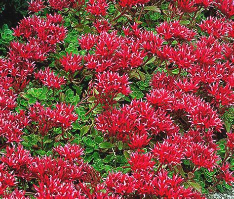 sedum spurium