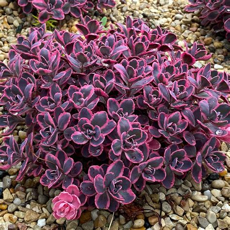 sedum sunsparkler