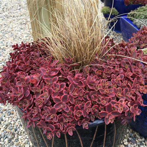 sedum sunsparkler wildfire