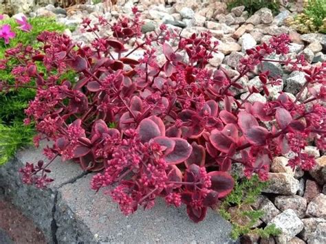 sedum sunsparkler wildfire care
