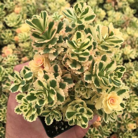 sedum takesimense