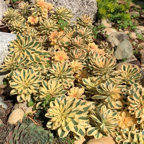 sedum takesimense atlantis