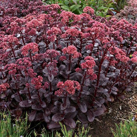 sedum touchdown teak