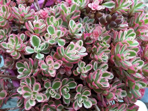sedum tricolor