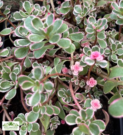 sedum tricolor perennials