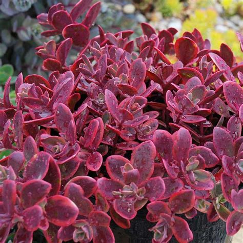 sedum wildfire