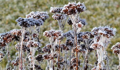 sedum winter care