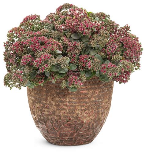 sedums in pots