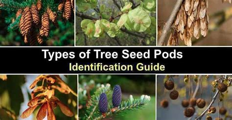 Seed Pod Seed Identification Chart