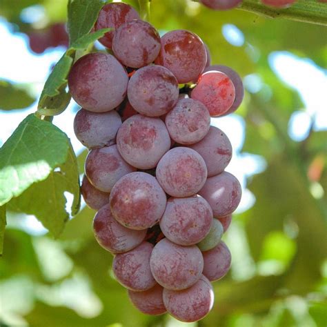 seedless grape vines