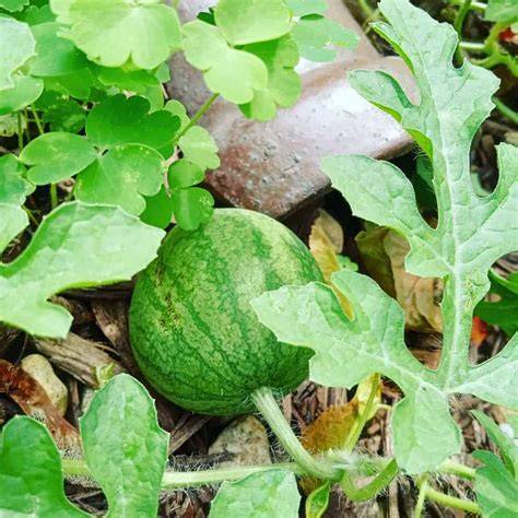 seedless watermelon plants