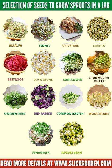 seeds for growing sprouts