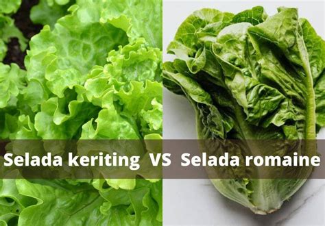 selada
