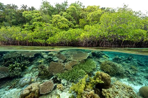 Seledri Laut tumbuh di mangrove