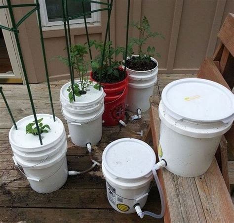 self watering 5 gallon bucket garden