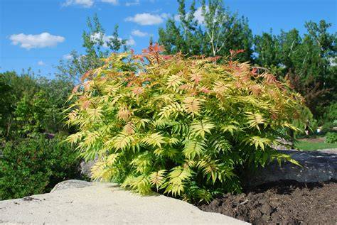 sem false spirea