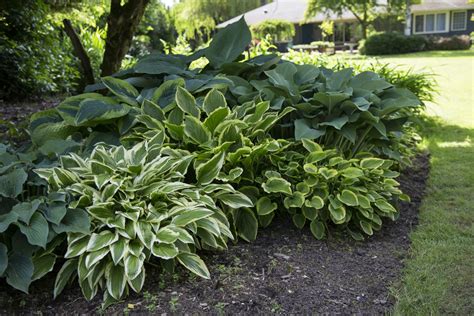 semi shade plants