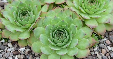 sempervivium rita jane