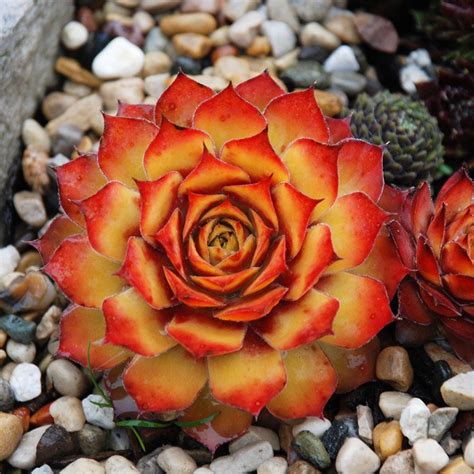 sempervivum chick charms