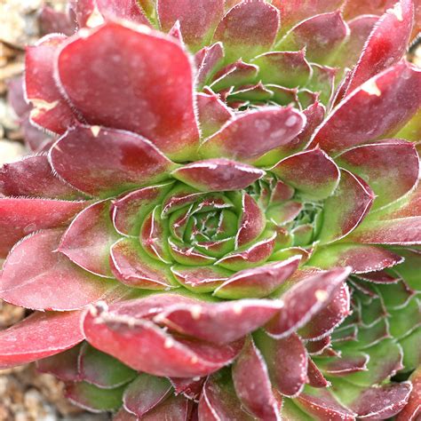 sempervivum heuffelii