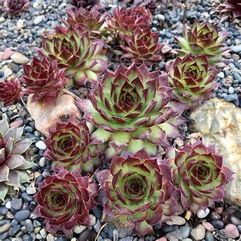 sempervivum plant