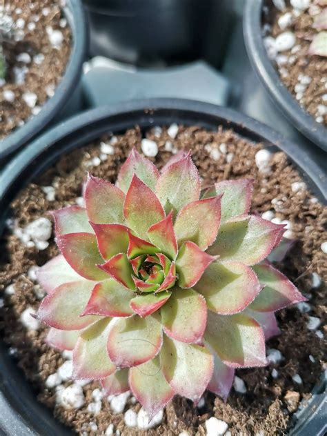 sempervivum red beauty