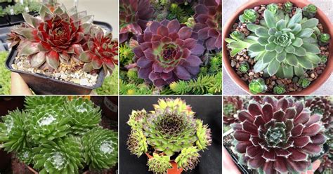 sempervivum varieties